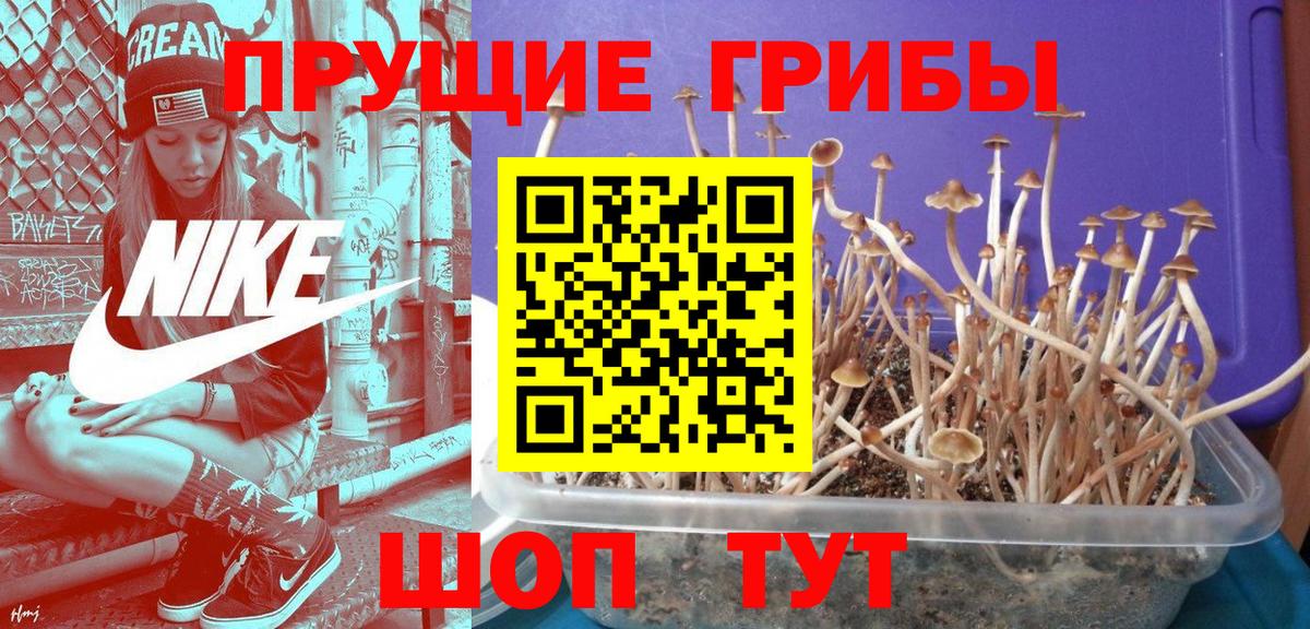 Осинники  Псилоцибиновые грибы Magic Shrooms  Вход с VPN 